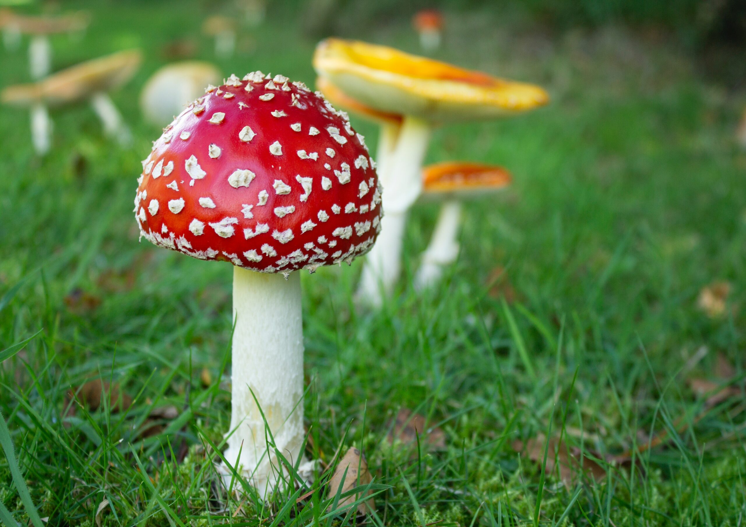 Amanita Mushroom Gummies