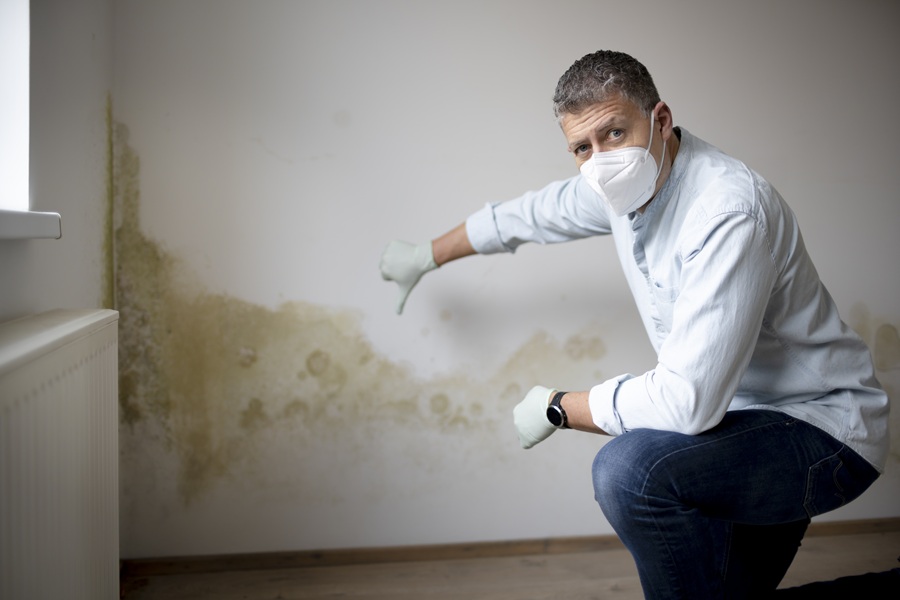 Mold Removal Service Planning for Renovation and Property Restoration Projects